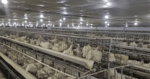Region’s Largest Hi-tech Poultry Farm Goes SOLAR at Unnao
